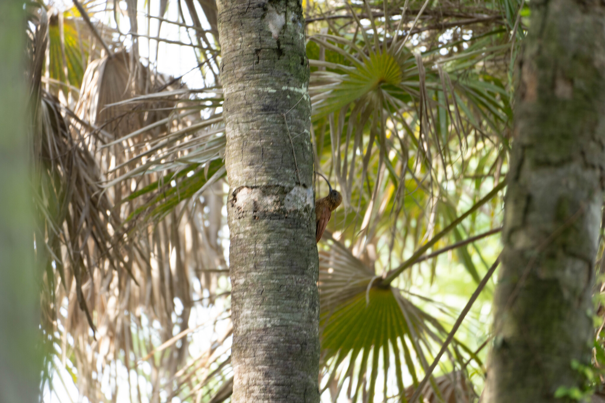 Red-billed Scythebill (Campylorhamphus trochilirostris), photo 10