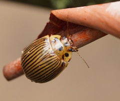 Paropsisterna intacta