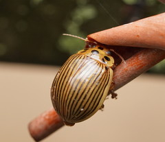 Paropsisterna intacta