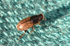 Melinopterus