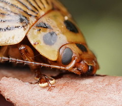 Paropsisterna intacta