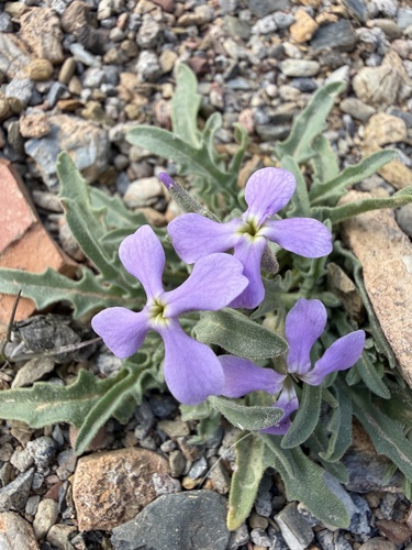 Matthiola lunata