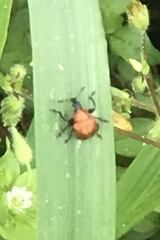 Attelabinae