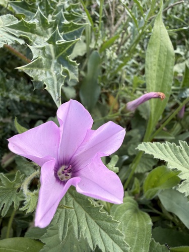 Mallow Bindweed