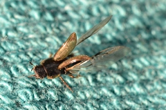 Melinopterus
