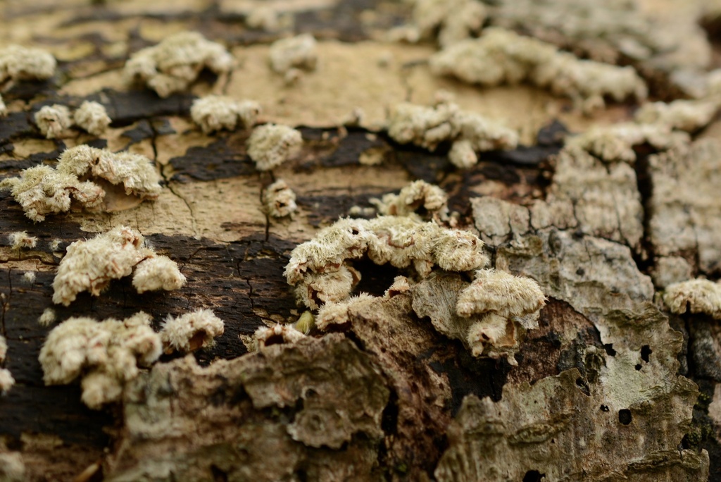 Stereum hirsutum · April 2026 · photo: © cryptomarasmius (iNaturalist, cc-by)