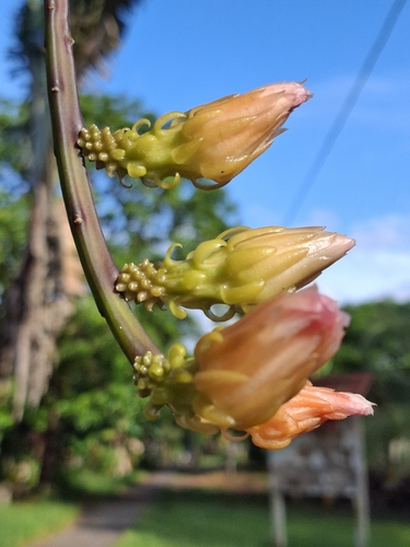Weberocereus