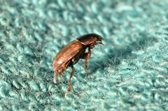Melinopterus