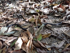 Stegonotus australis