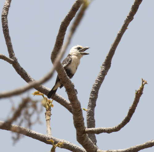 White-headed Barbet (Lybius leucocephalus)