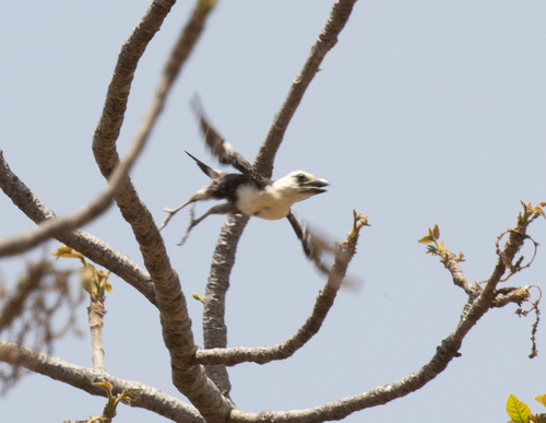 White-headed Barbet (Lybius leucocephalus), photo 2