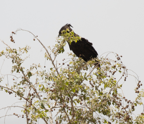 Long-crested Eagle