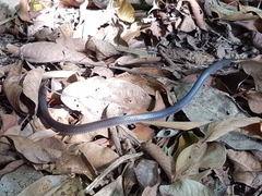 Stegonotus australis