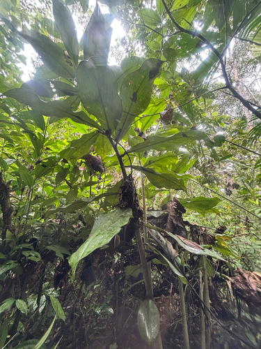Costus longibracteolatus, photograph 2