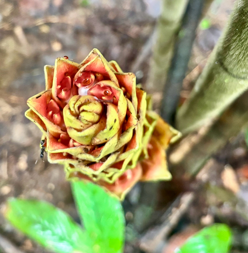 Costus longibracteolatus, photograph 1