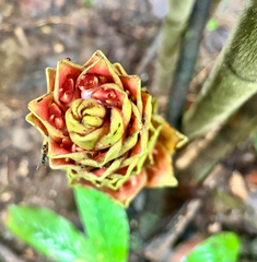 Costus longibracteolatus, photograph author not stated, no rights reserved