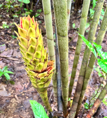 Costus longibracteolatus