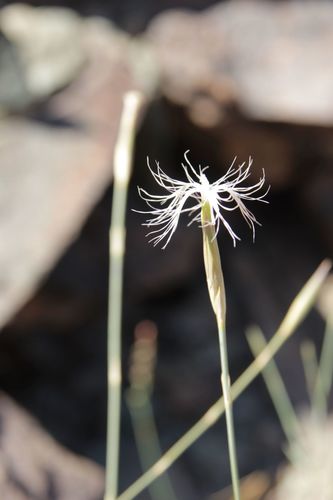 Dianthus image