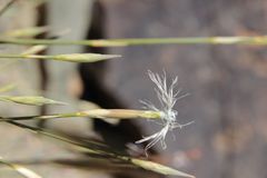 Dianthus crinitus image