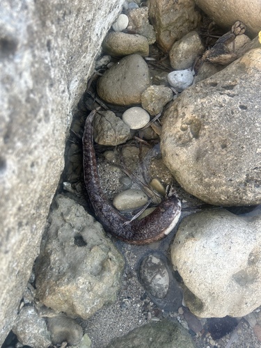 Muraena helena