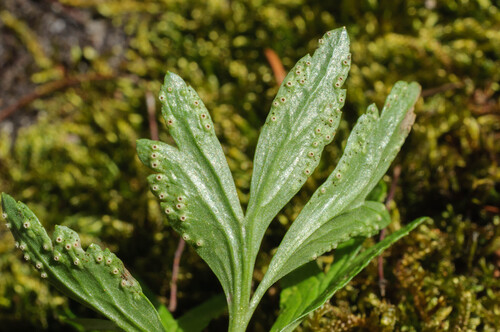 Windröschen-Pflaumen-Rost