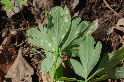 Lerchensporn-Fleckenbrand