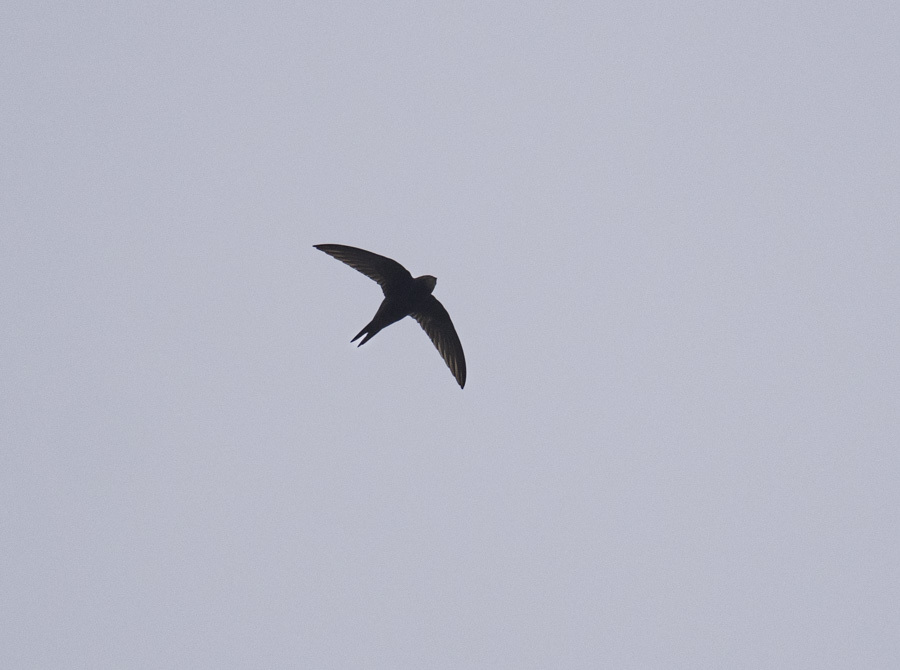 Apus apus (Linnaeus, 1758)