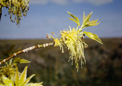 Acer negundo interius