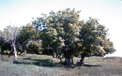 Acer negundo interius