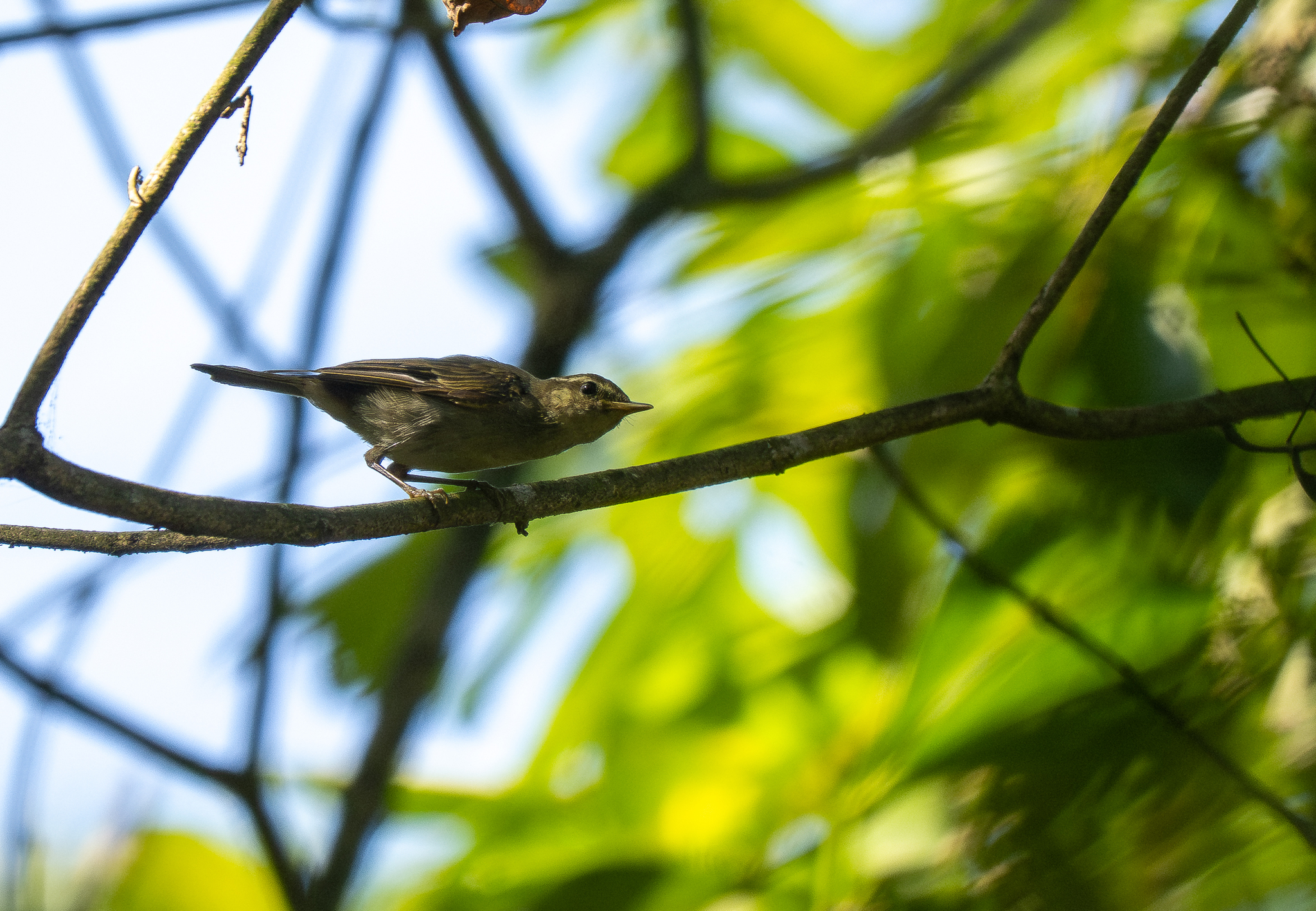Arctic Warbler (Phylloscopus borealis), photo 5