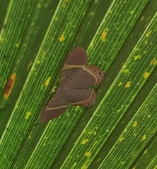 Phrygionis paradoxata