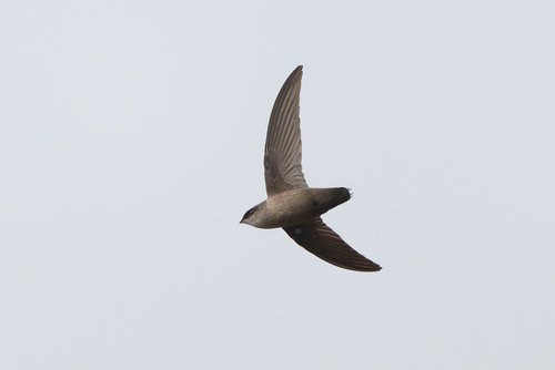 Vaux's Swift (Chaetura vauxi), photo 5
