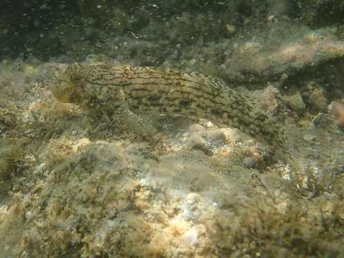Istigobius ornatus