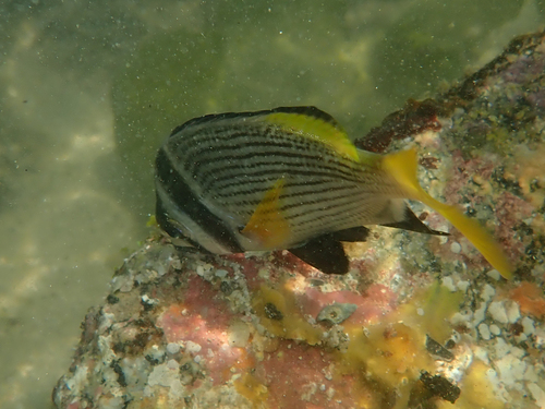Acanthopagrus bifasciatus