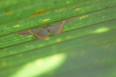 Phrygionis paradoxata