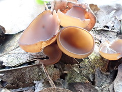 Dumontinia tuberosa
