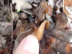 Dumontinia tuberosa