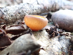 Dumontinia tuberosa