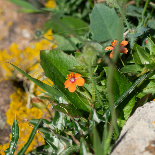 scarlet pimpernel