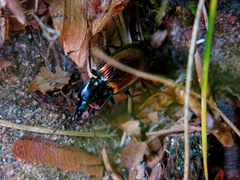 Pterostichus bicolor