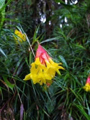 Guzmania graminifolia