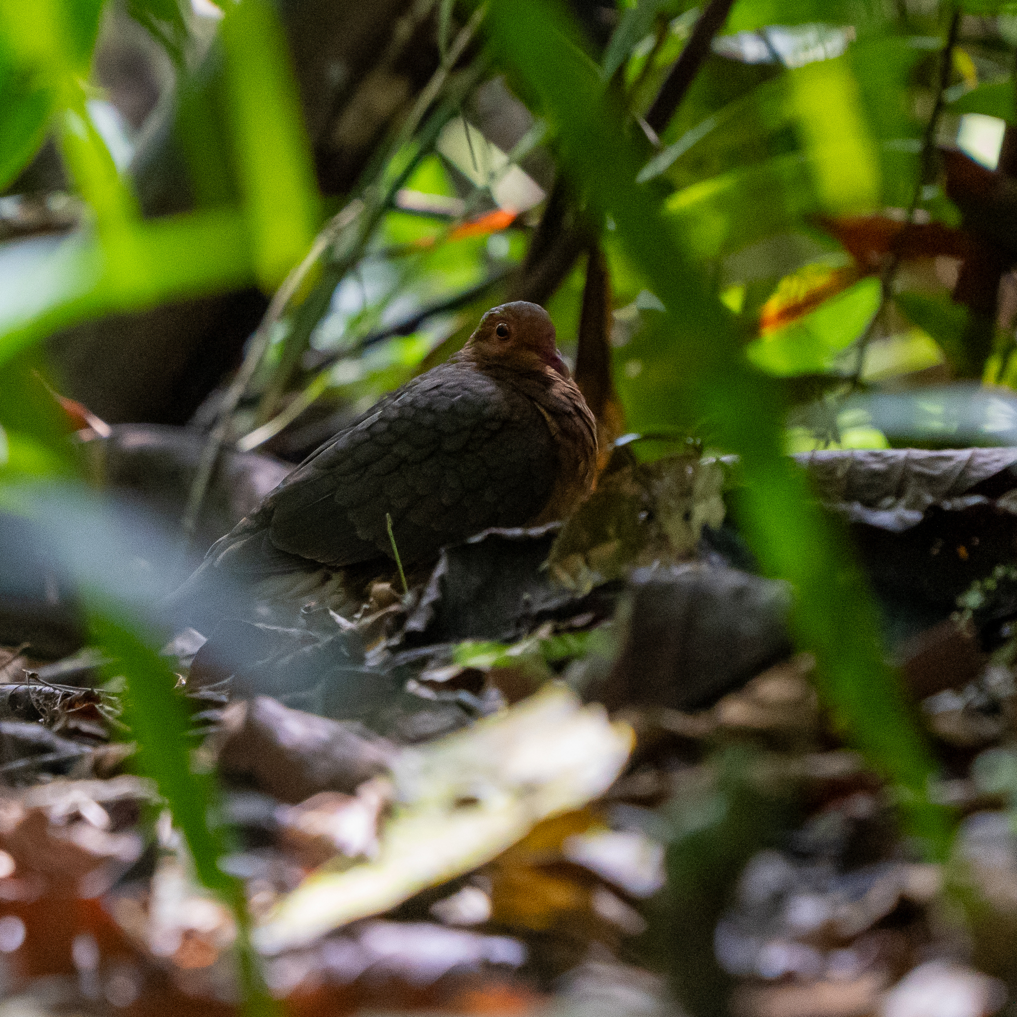 Ruddy Quail-Dove (Geotrygon montana), photo 5