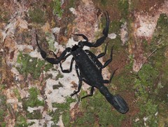 Tityus pachyurus