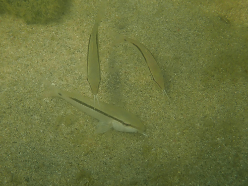 Parupeneus barberinus