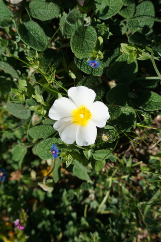 Sage-leaved Rock-rose