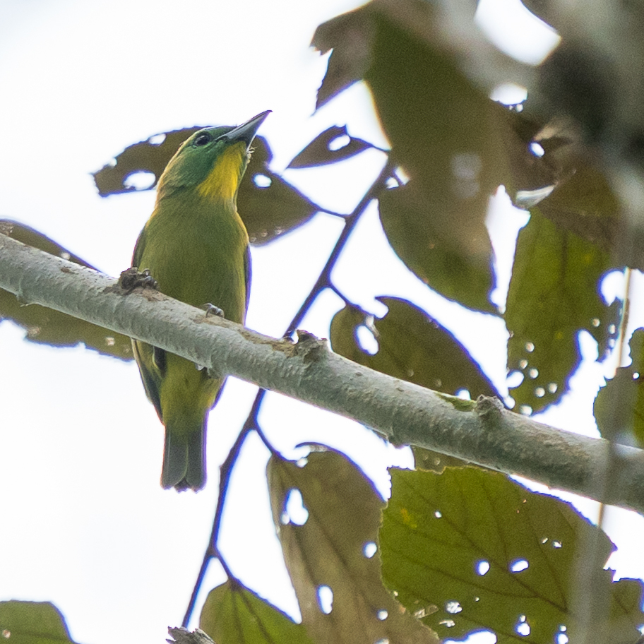 Green Shrike-Vireo (Vireolanius pulchellus), photo 4