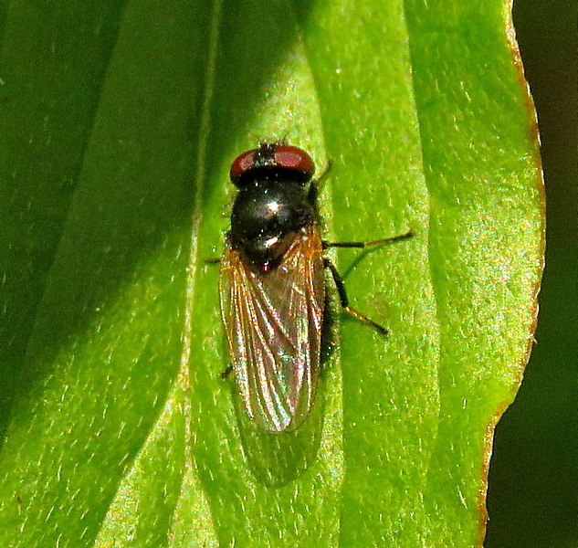 Earomyia netherlandica