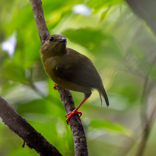 Golden-collared Manakin (Manacus vitellinus), photo 6