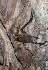 Deinacrida heteracantha