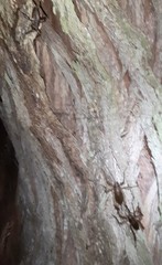 Deinacrida heteracantha